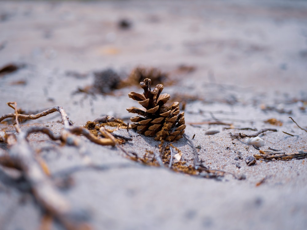 une pomme de pin assise au sommet d’une plage de sable