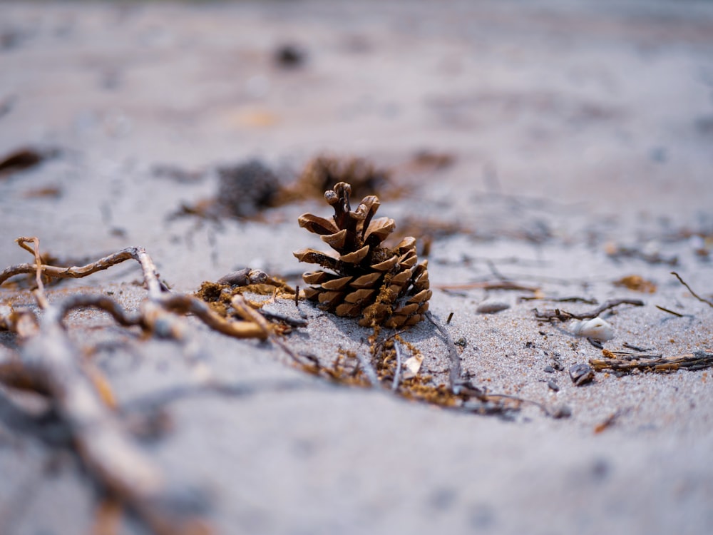 a pine cone sitting on top of a sandy beach