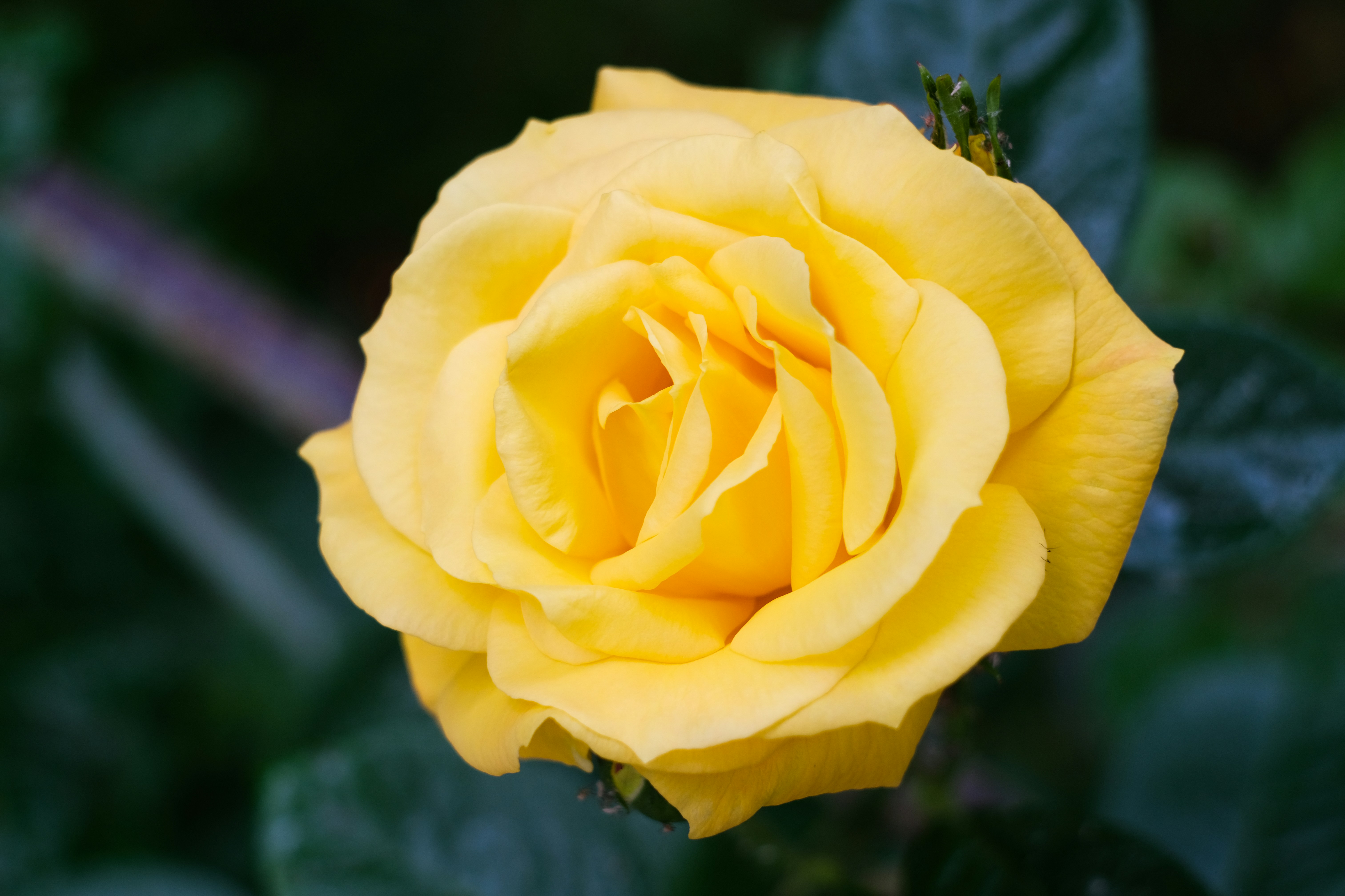 Photo by vasilspirov