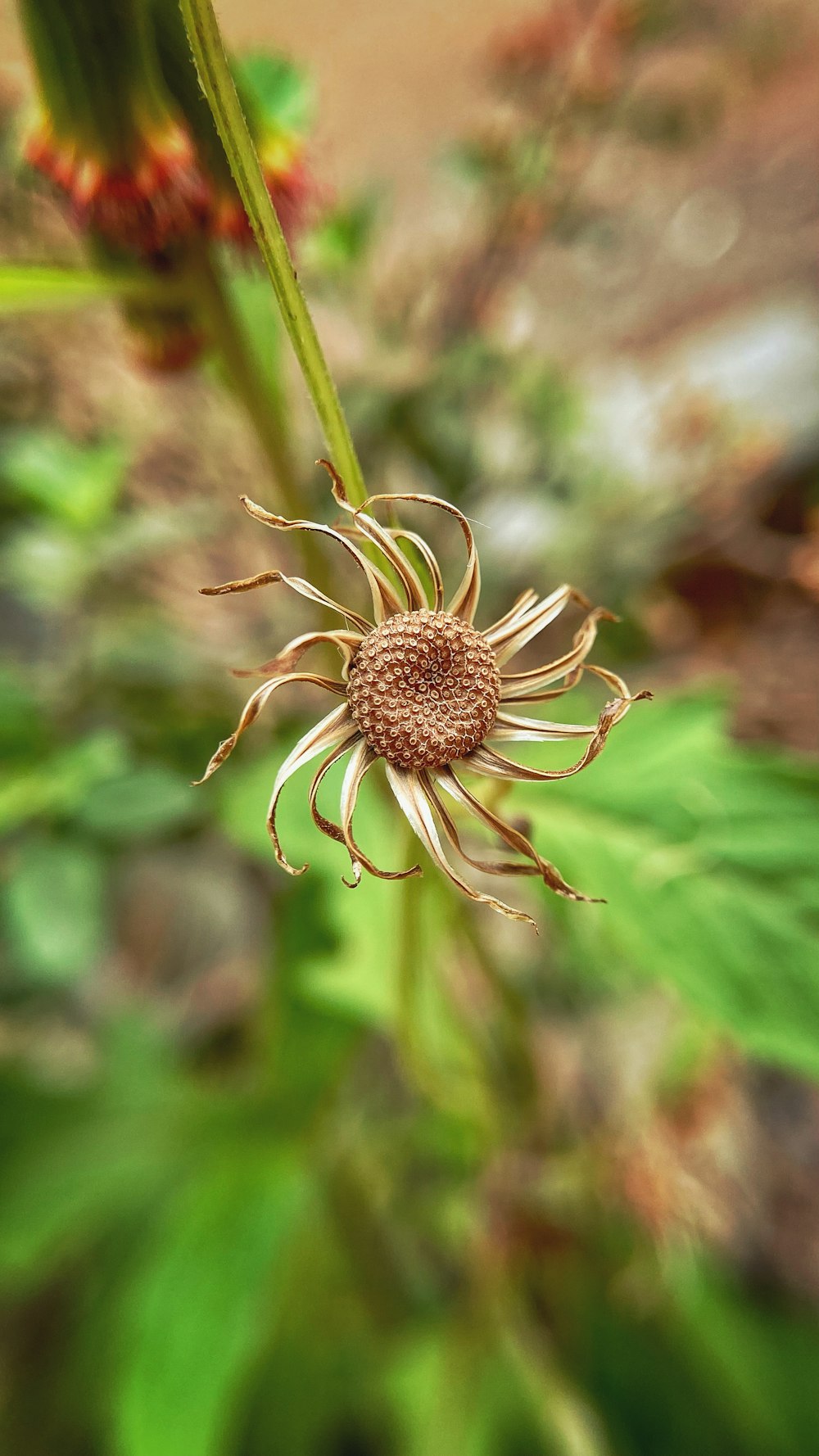 a close up of a flower with a blurry background