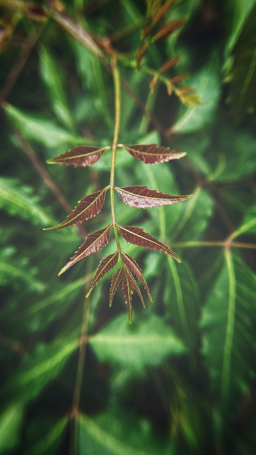 a close up of a leaf with water droplets on it