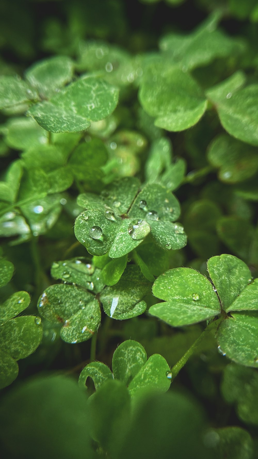 a close up of a plant with water droplets on it