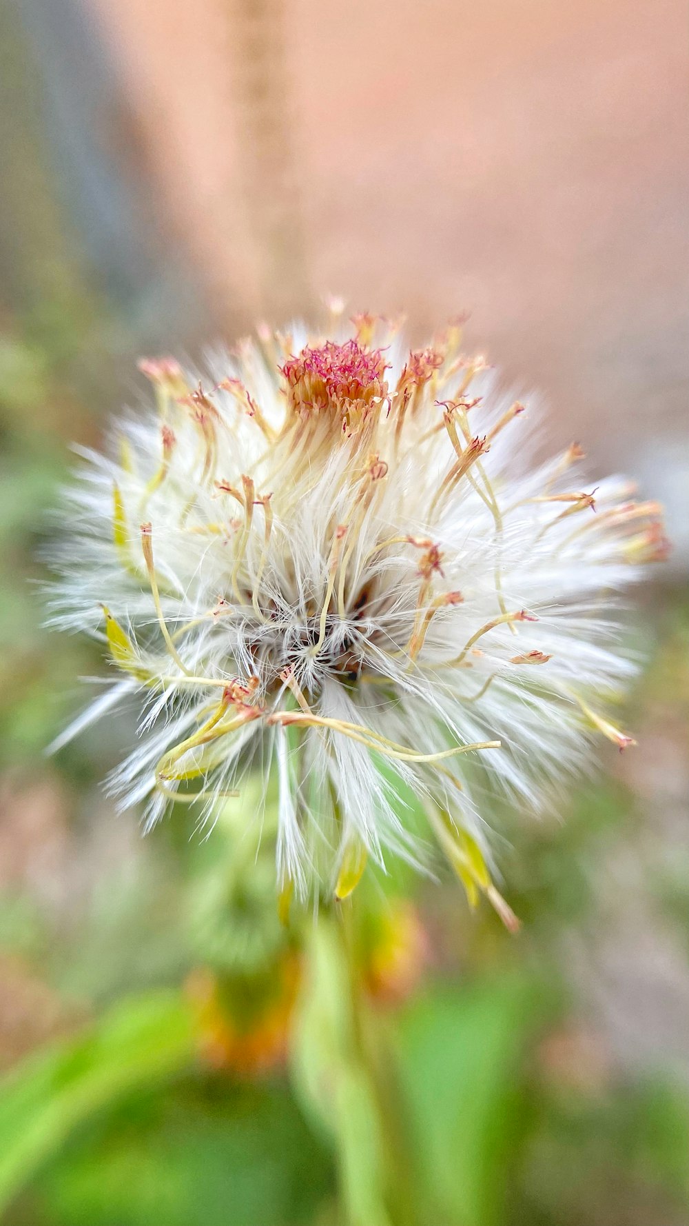 a close up of a dandelion with a blurry background