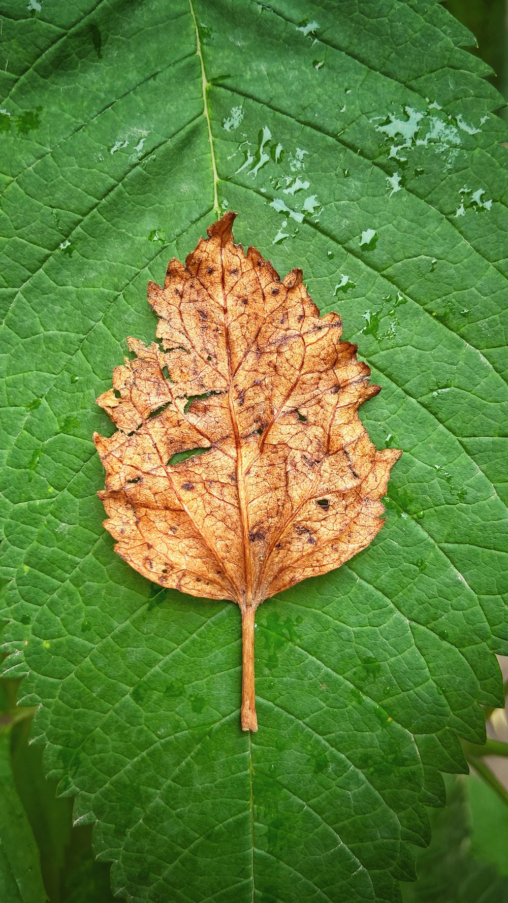 a leaf that is laying on a green leaf
