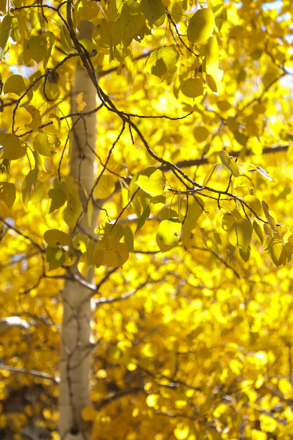 a close up of a tree with yellow leaves