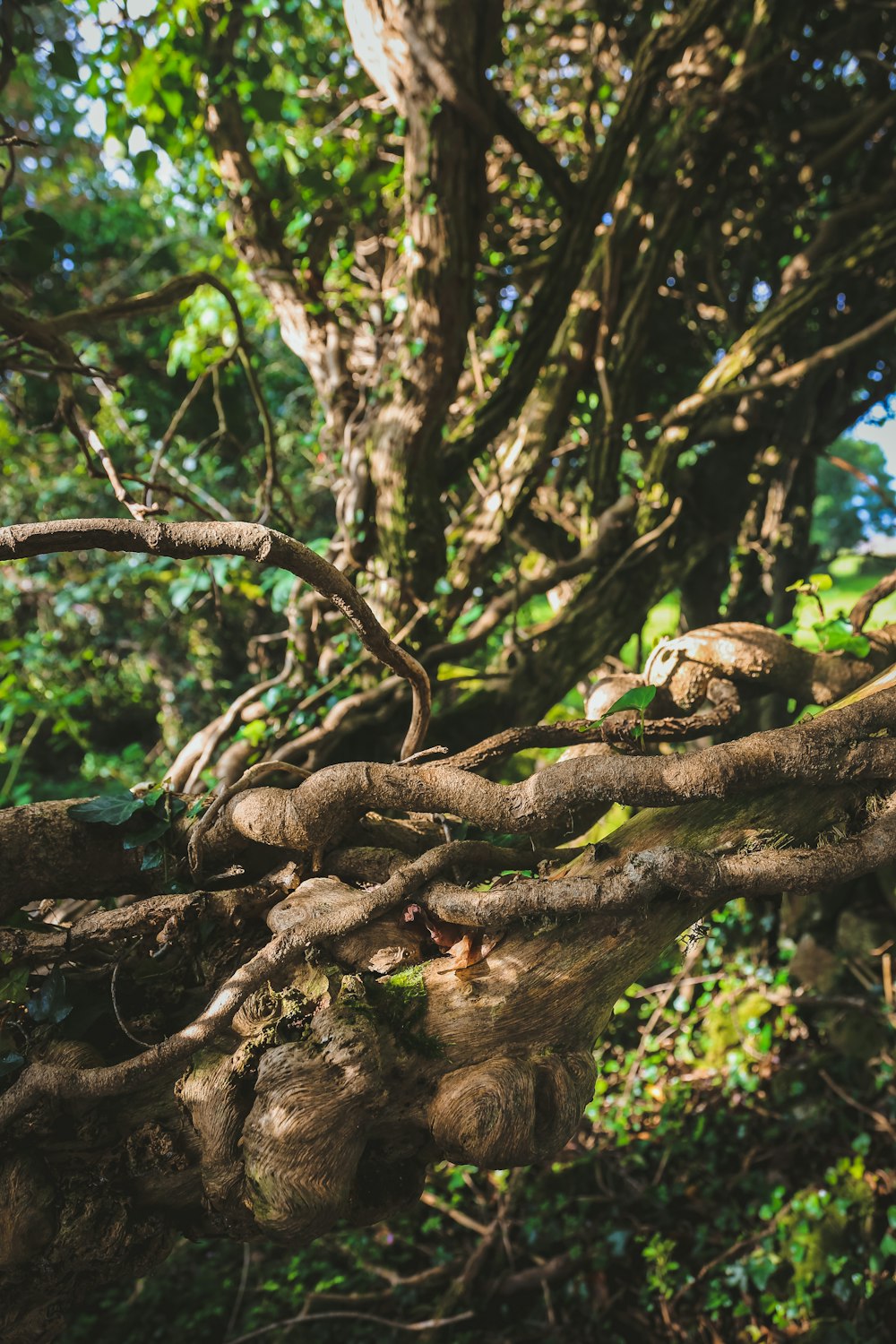 a large tree with a bunch of vines on it