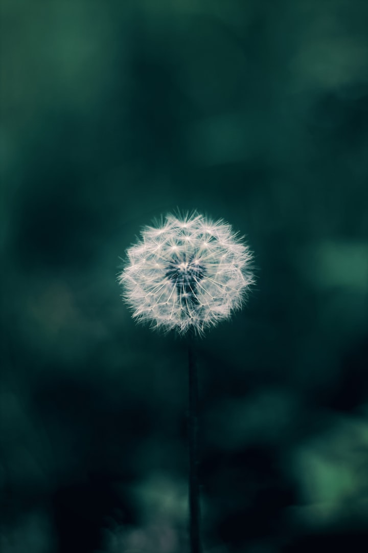 Dandelions 