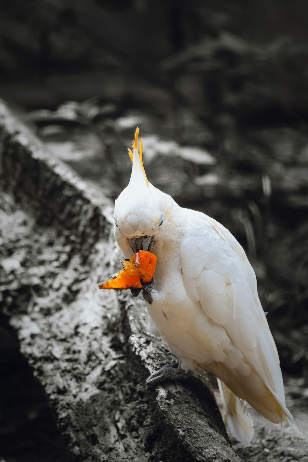 a white cockatoo with an orange flower in its beak