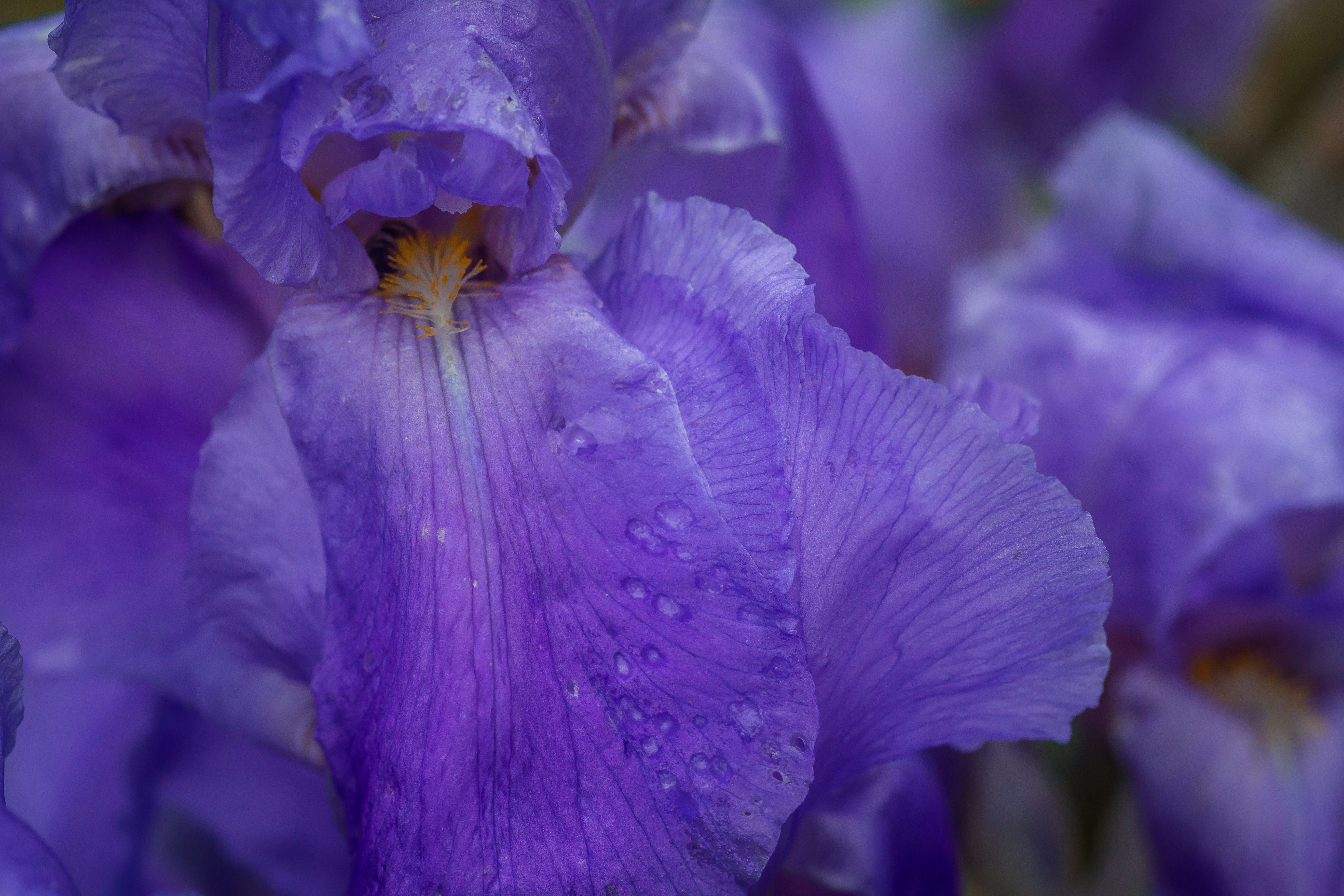 Photo by ccronan