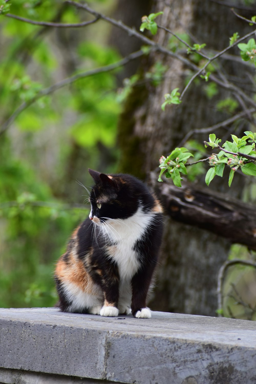 a cat sitting on top of a stone wall next to a tree
