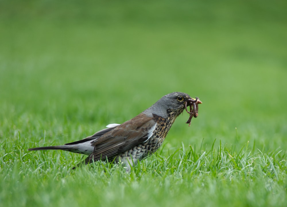 Un uccello con un verme in bocca in piedi nell'erba