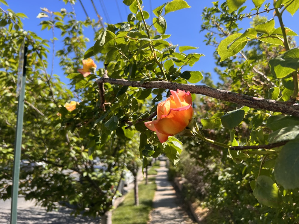 an orange flower growing on a tree branch