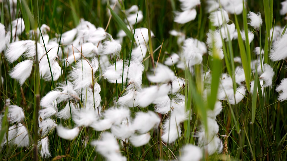 un bouquet de fleurs blanches qui sont dans l’herbe