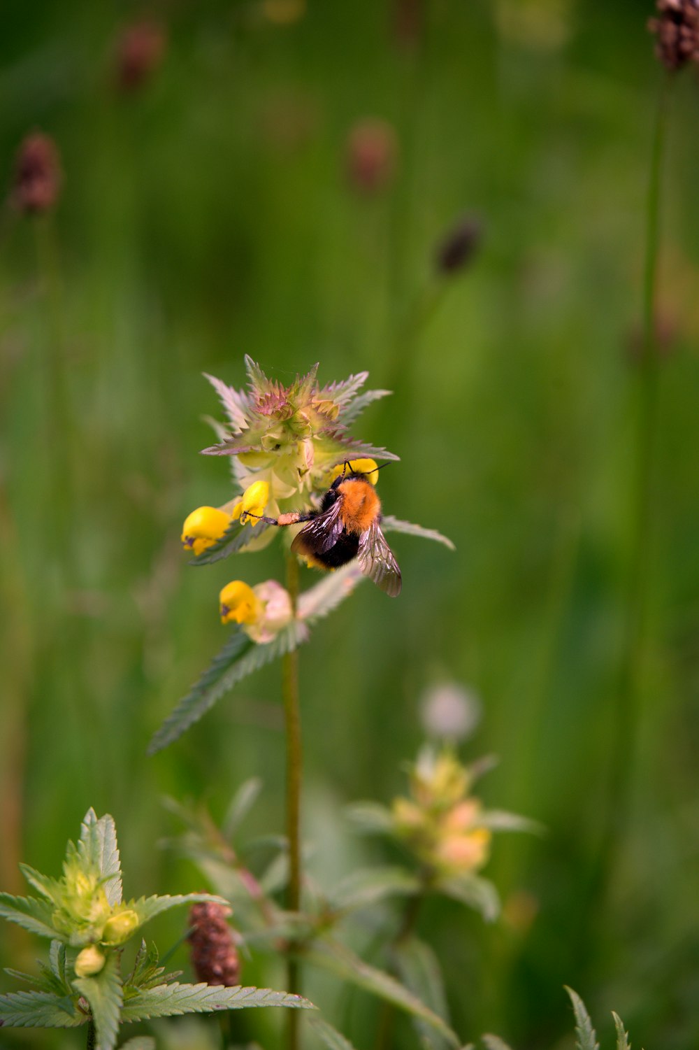 a bee is sitting on a flower in a field