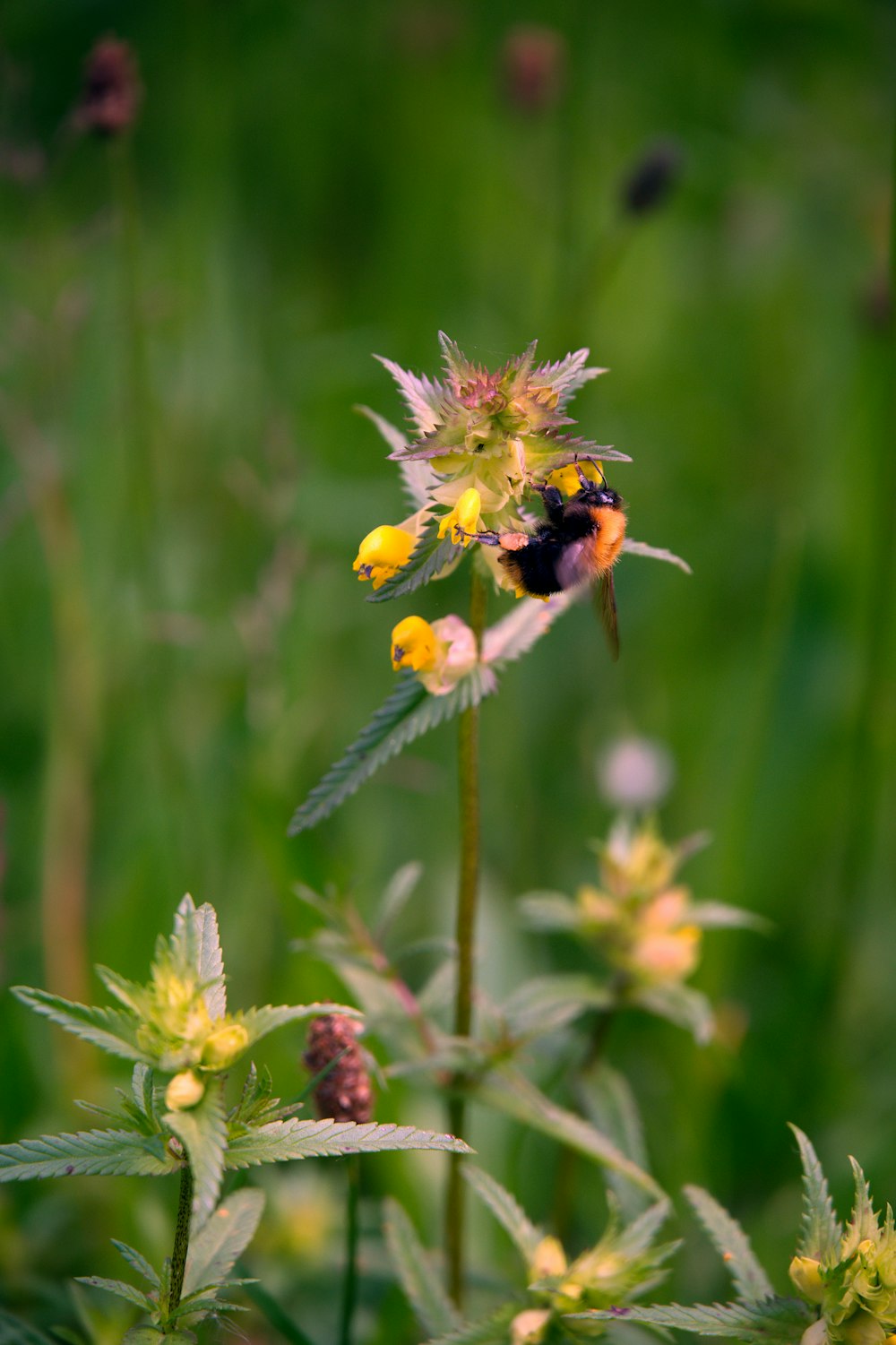 a bee is sitting on a flower in a field