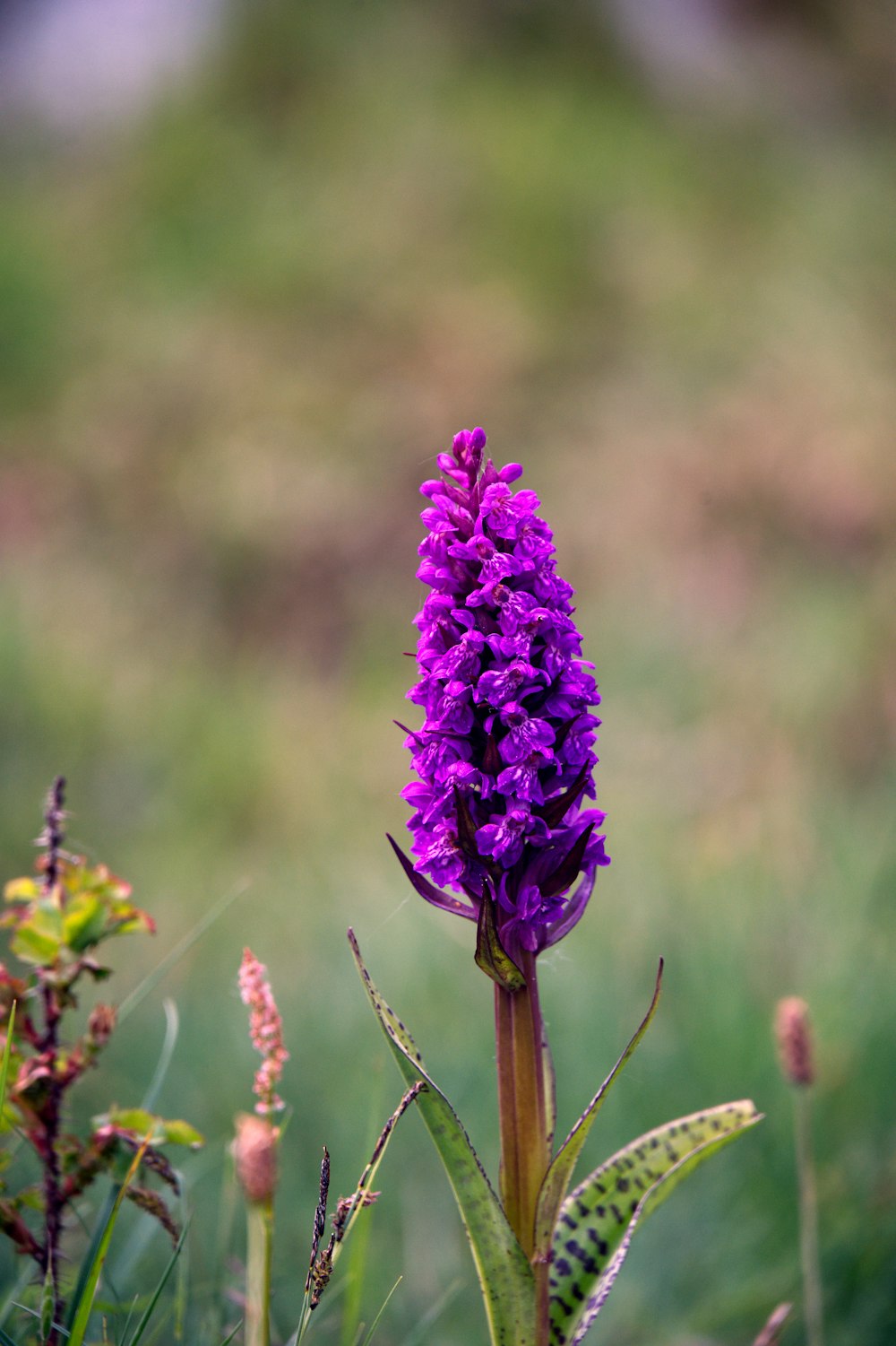 a purple flower in a field of grass