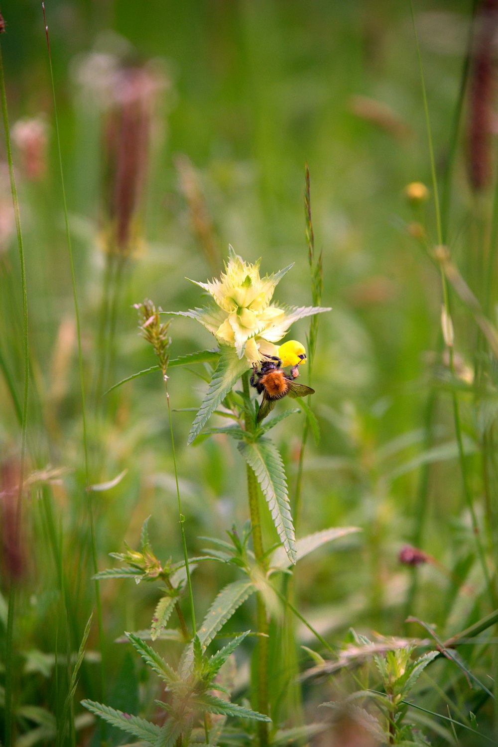 a bug on a flower in a field of grass