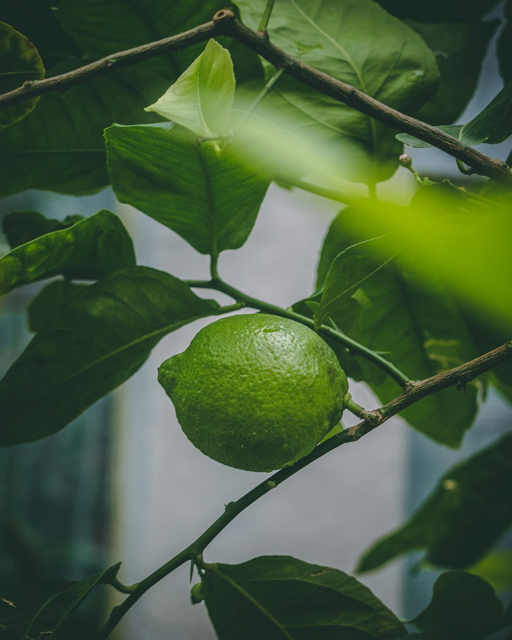 a lime hanging from a tree with leaves
