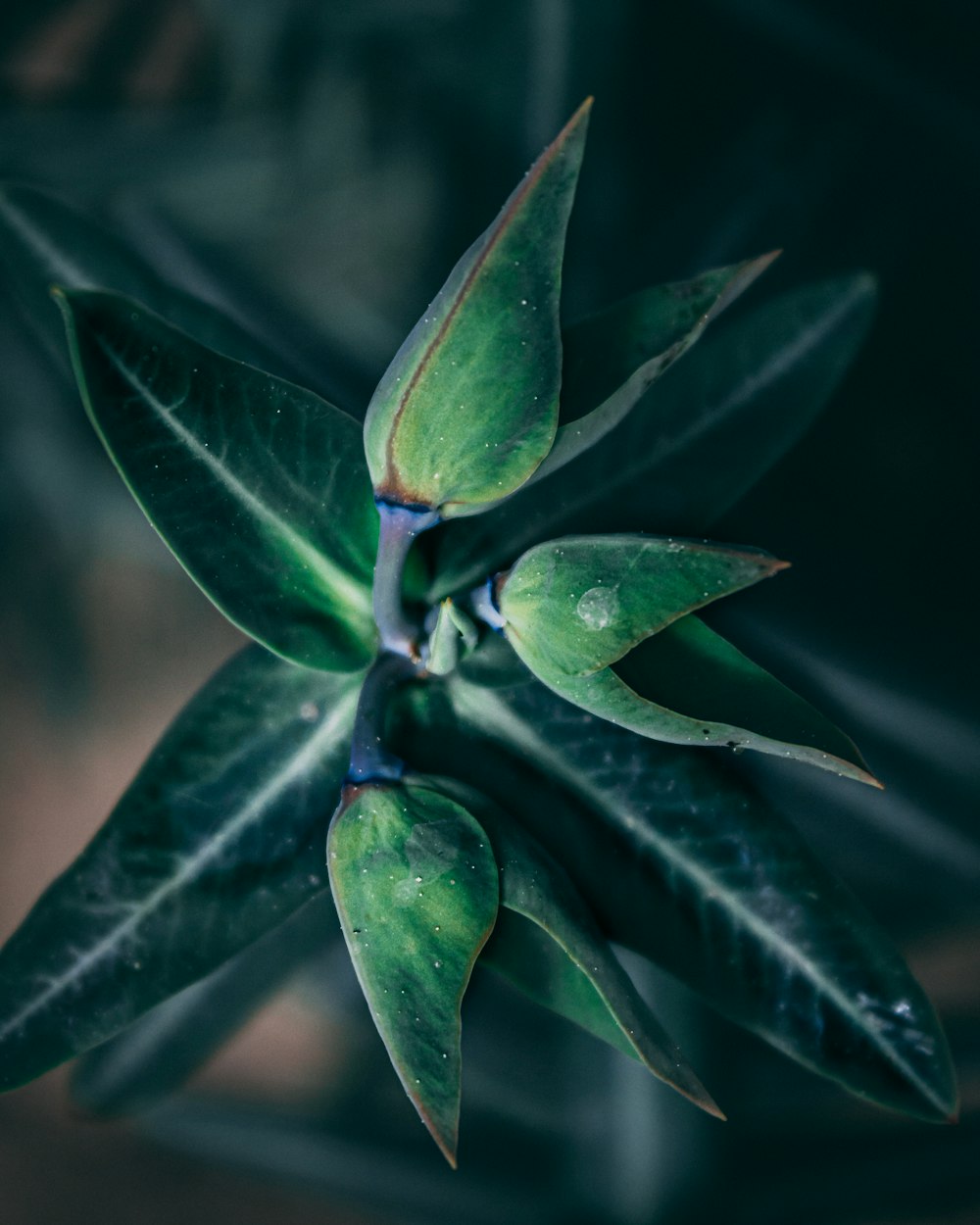 a close up of a green plant with leaves