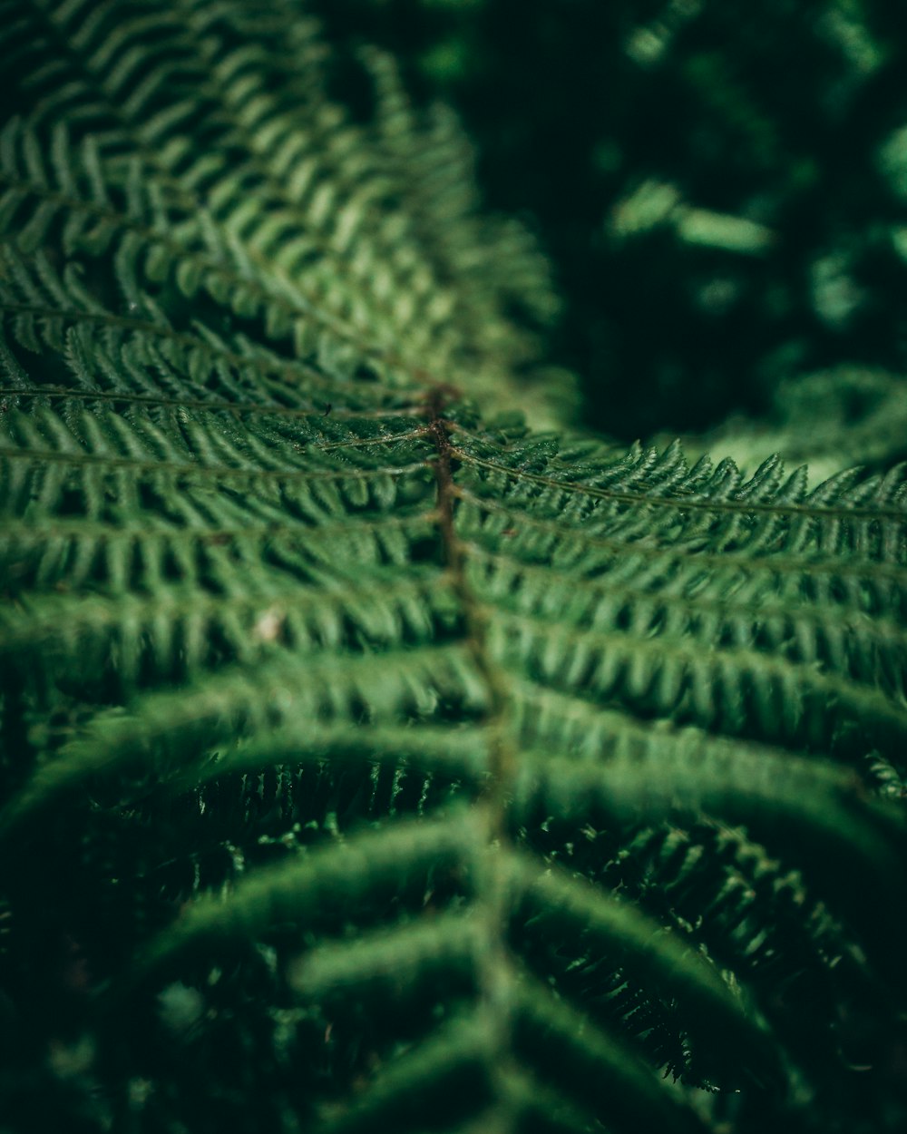 a close up of a green leaf with a blurry background