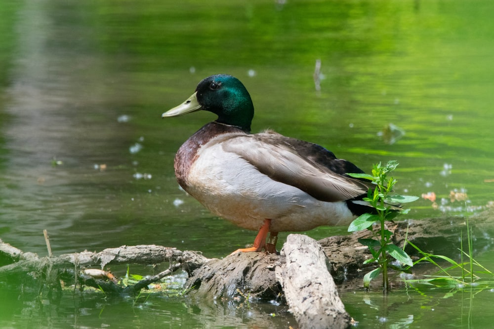 a duck is standing on a log in the water