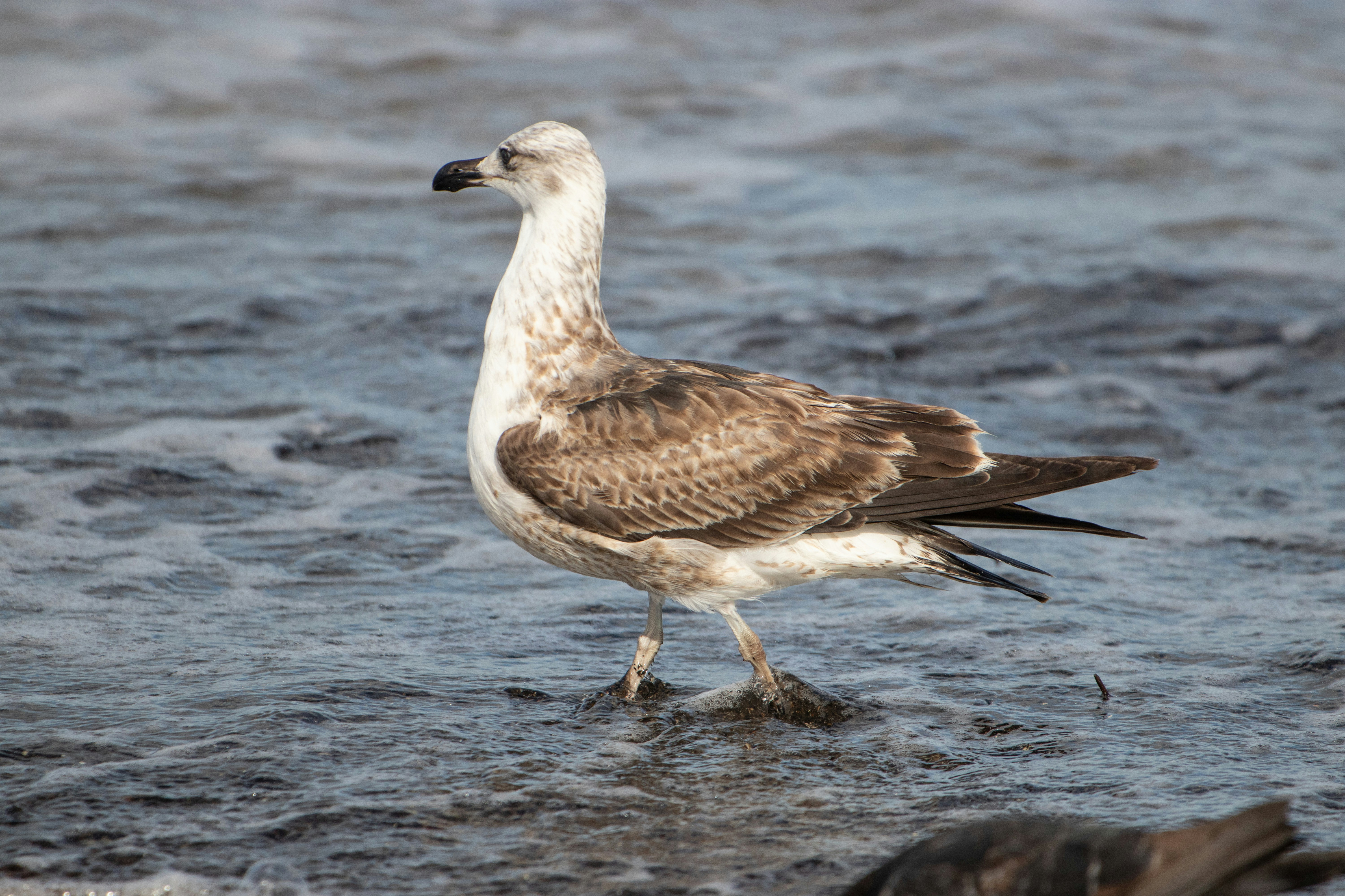 Photo by sonianadales