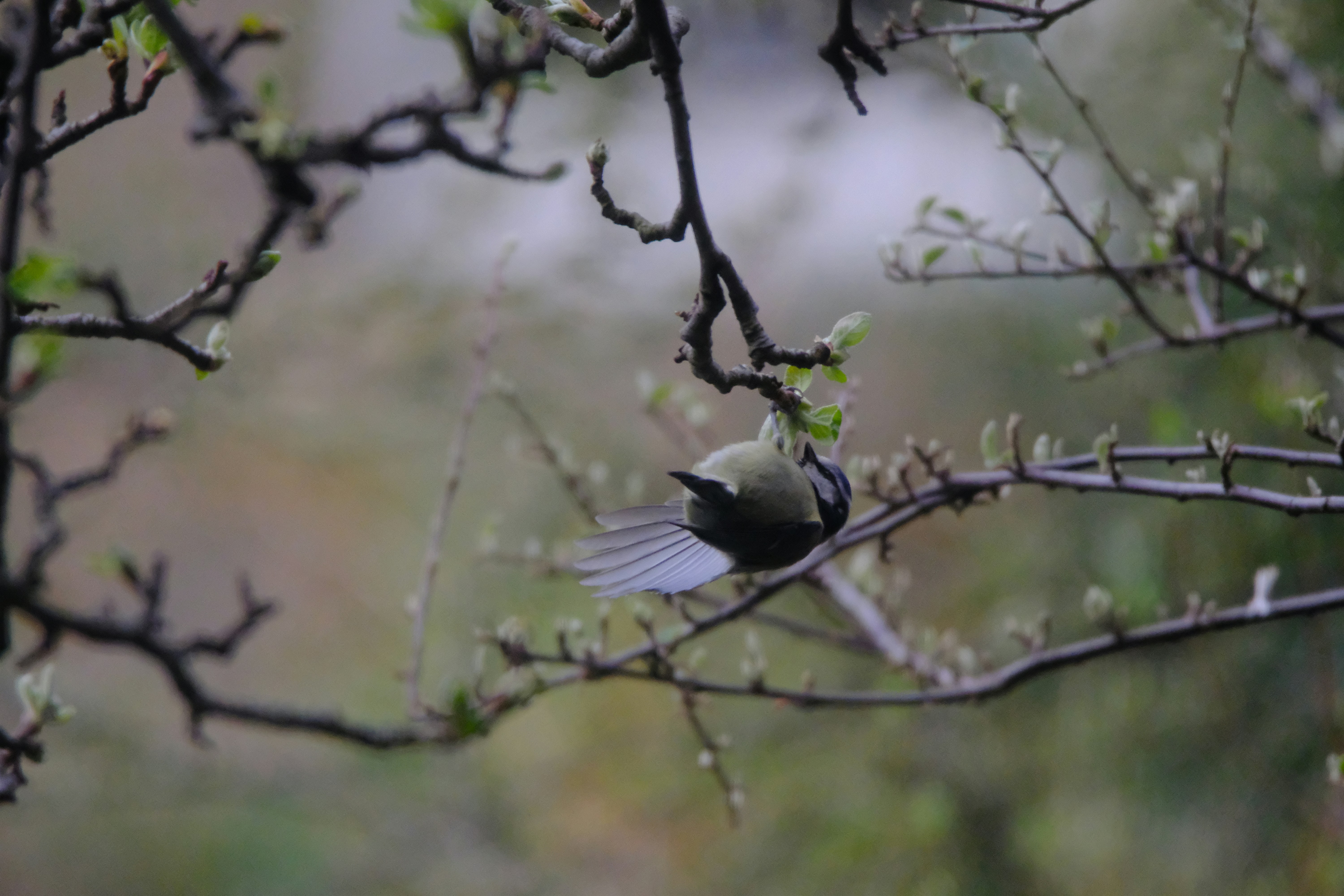 Photo by zaralazarov