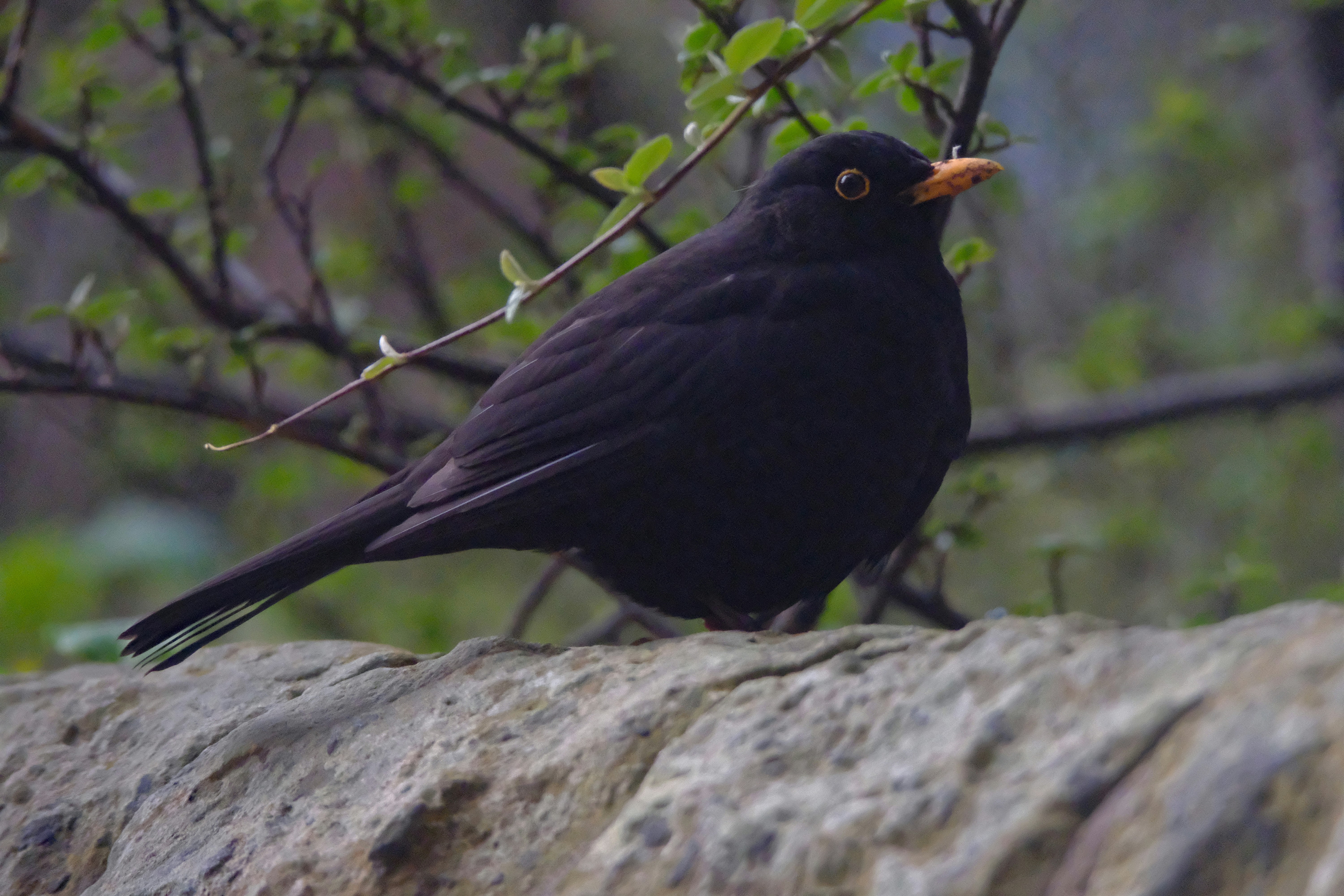 Photo by zaralazarov