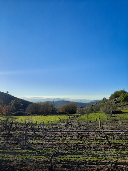 A scenic vineyard landscape with rolling hills and grapevines.