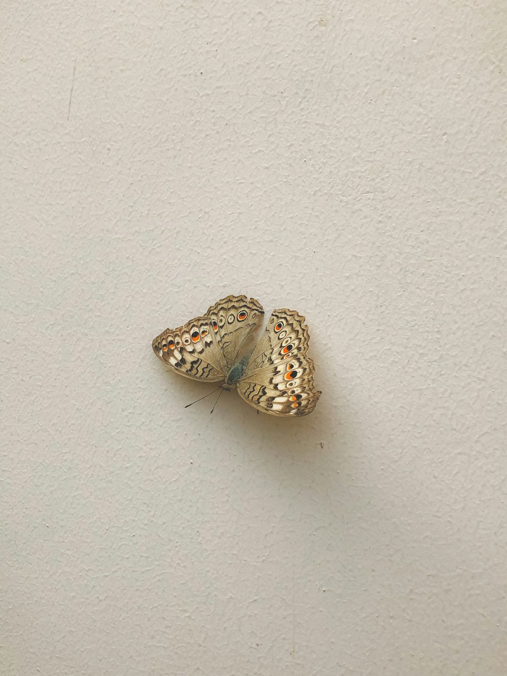 a small gold butterfly sitting on top of a white wall