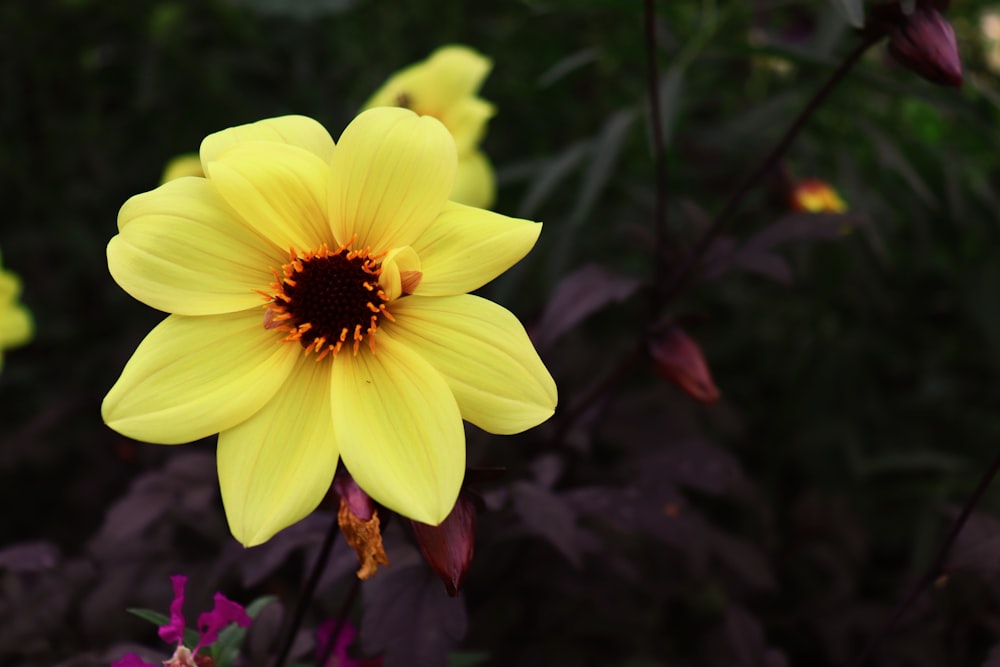 a close up of a yellow flower with other flowers in the background