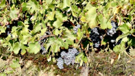 A beautiful Swiss vineyard with grapes ready for harvest.
