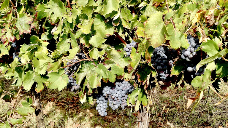 Close-up of a rustic vineyard trellis with ripe grapes glowing in golden sunlight.