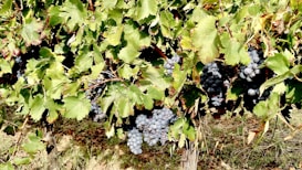 A lush vineyard with clusters of ripe, dark grapes hanging among vibrant green leaves. The light filters through the foliage, casting a warm glow on the grapes and the ground beneath them.