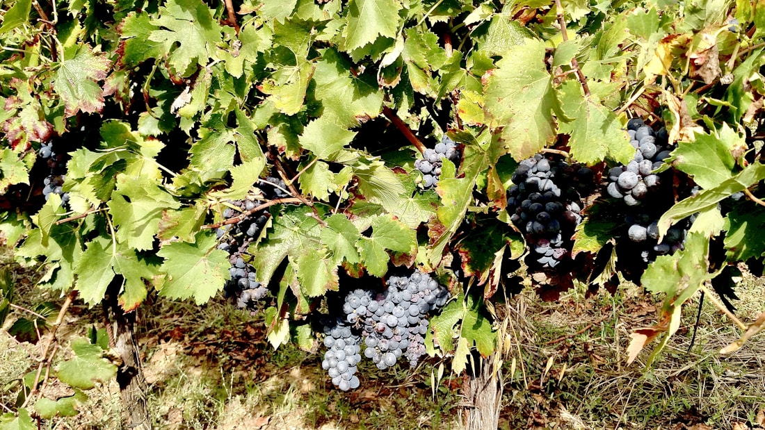 A lush vineyard with clusters of ripe, dark grapes hanging among vibrant green leaves. The light filters through the foliage, casting a warm glow on the grapes and the ground beneath them.