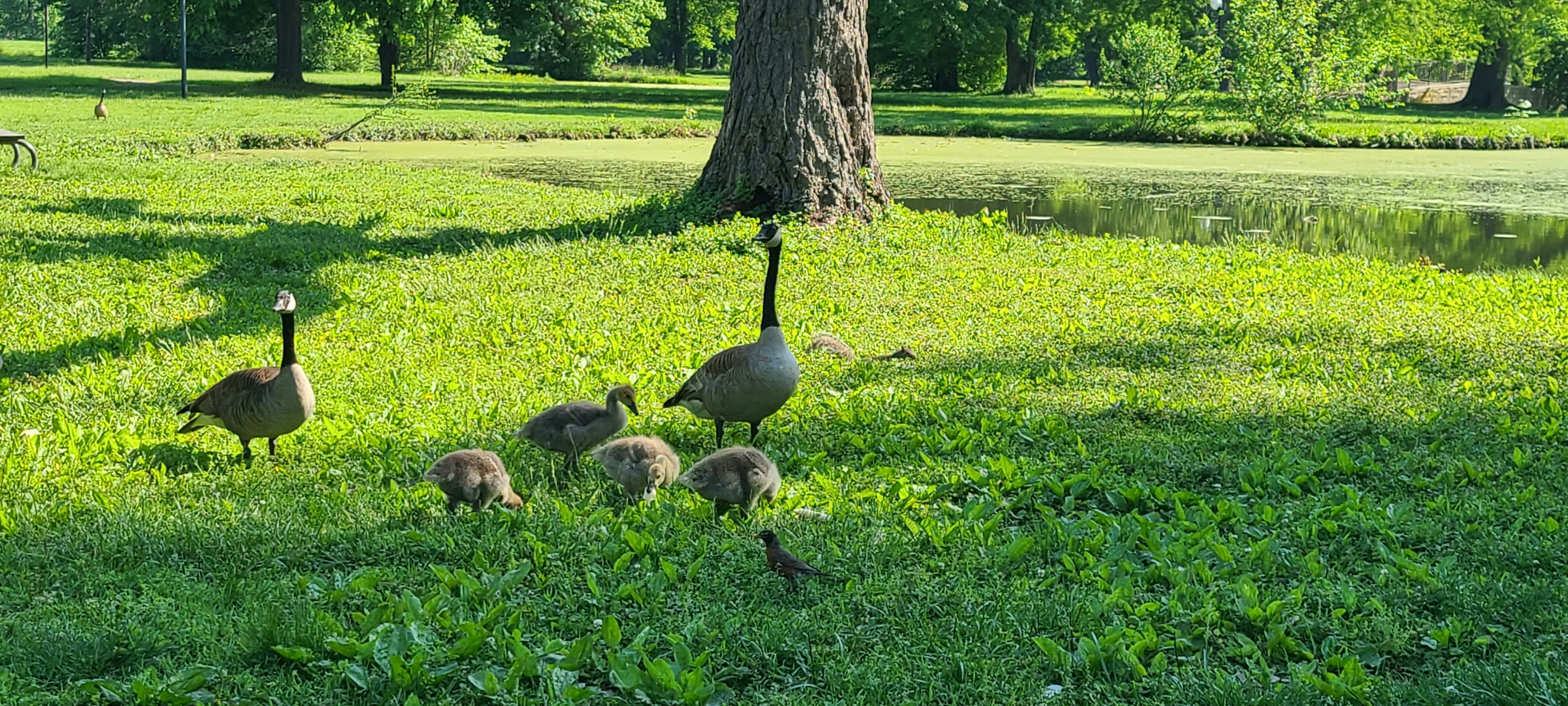 Louisville Community Park