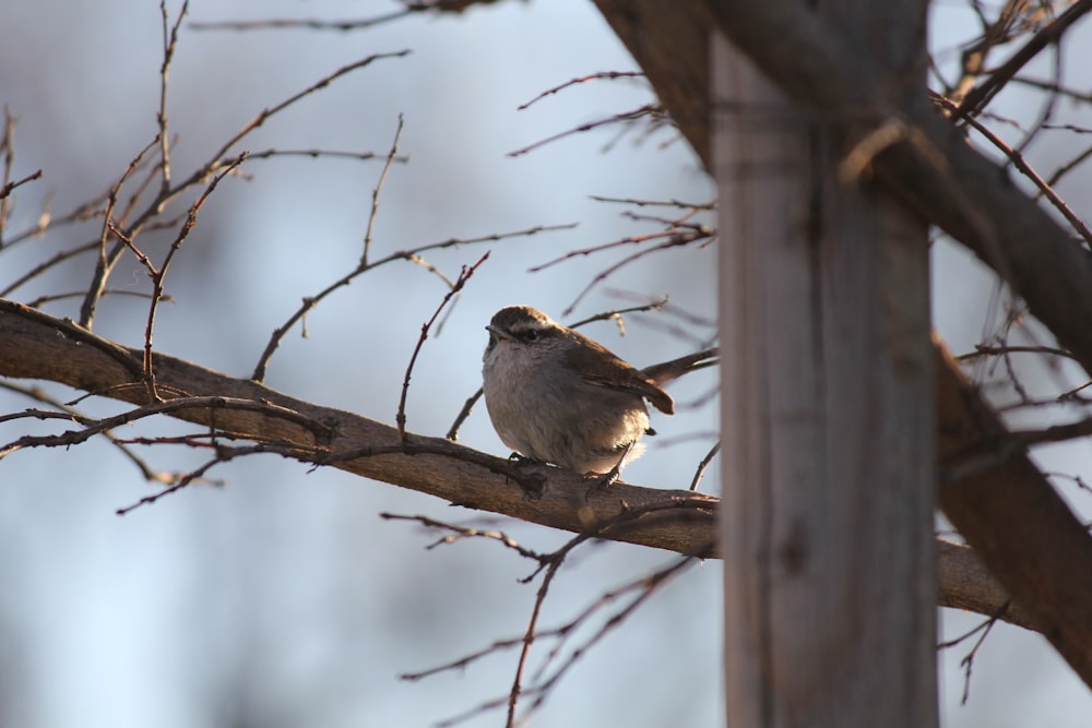 un petit oiseau perché sur une branche d’arbre