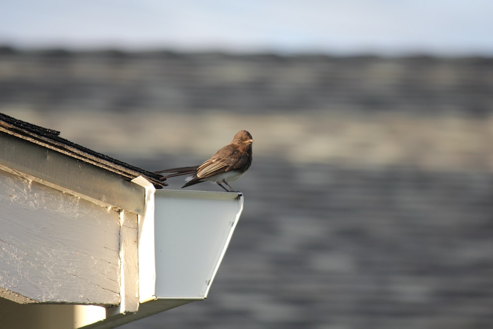 a small bird sitting on top of a roof