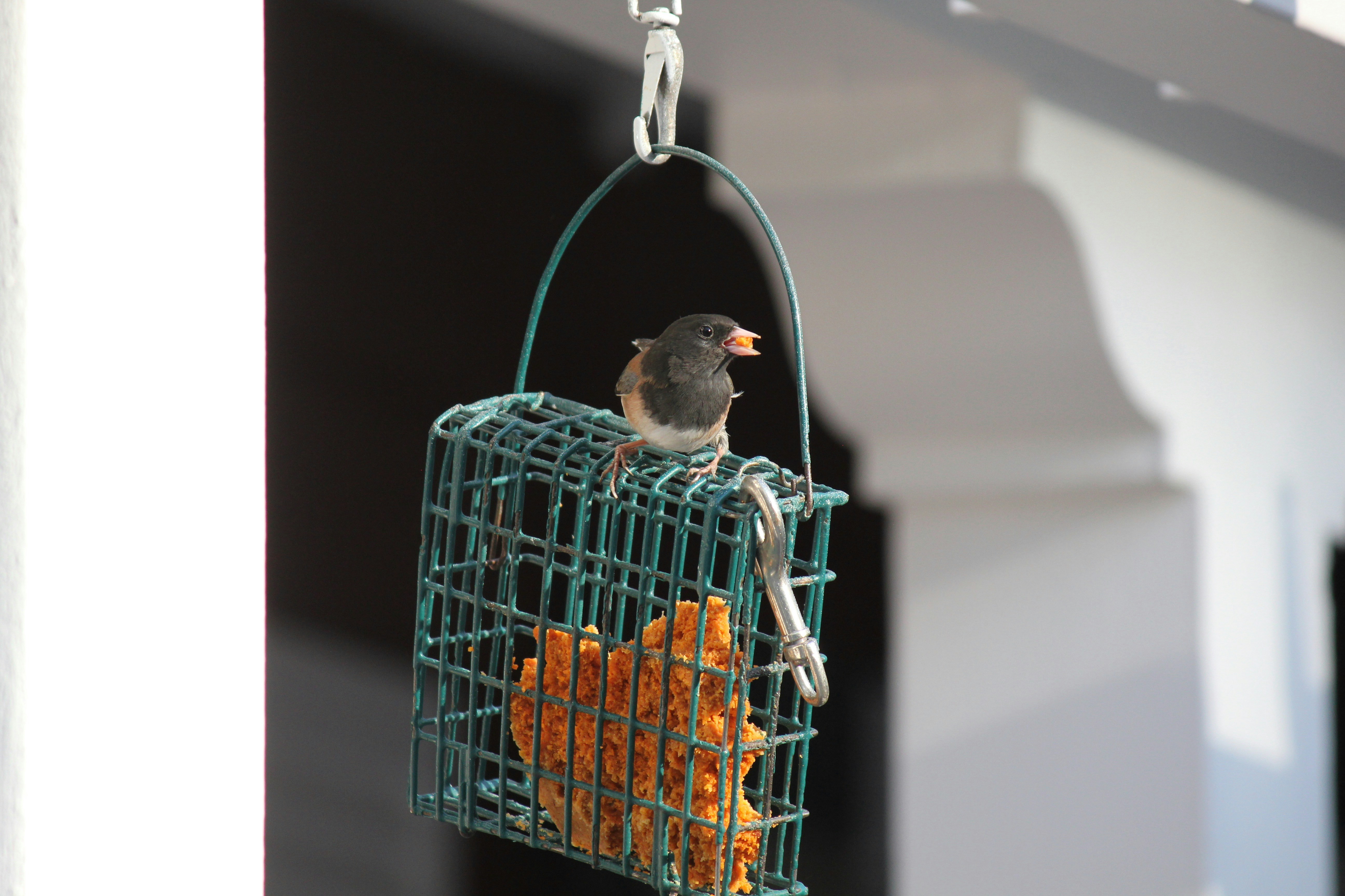 a bird sitting on top of a cage filled with oranges