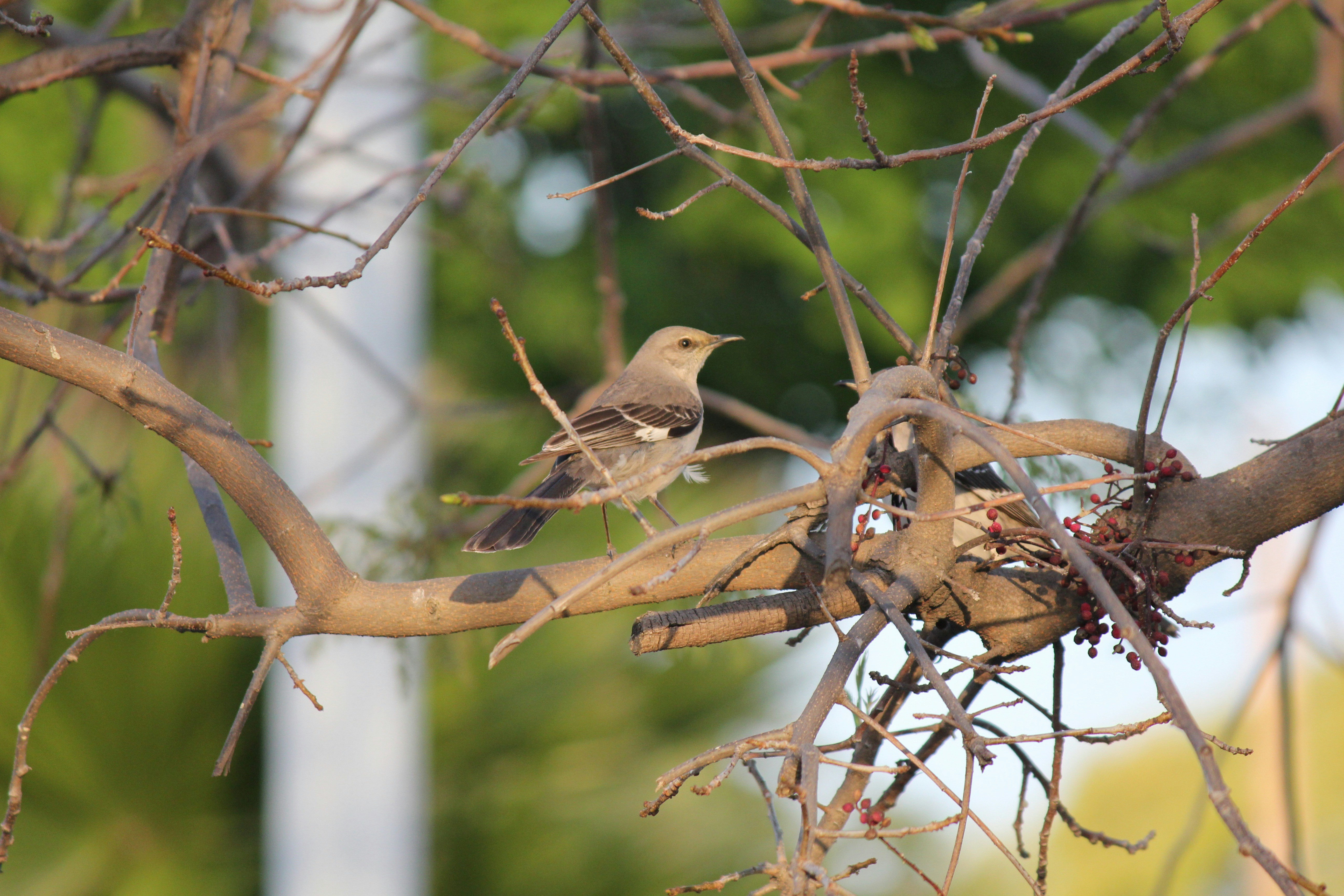 a couple of birds sitting on top of a tree branch