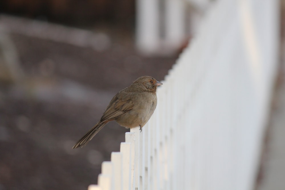 a small bird perched on a white fence