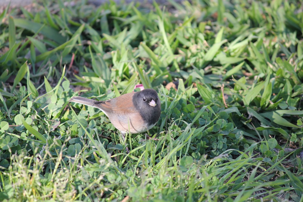 a small bird sitting in the grass on the ground