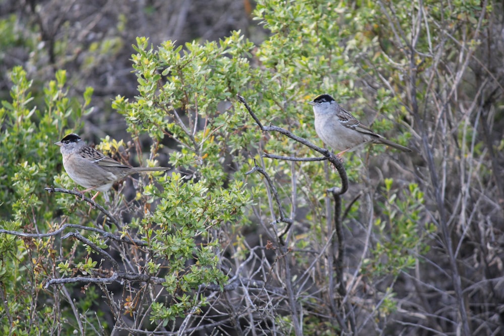 two small birds perched on a tree branch