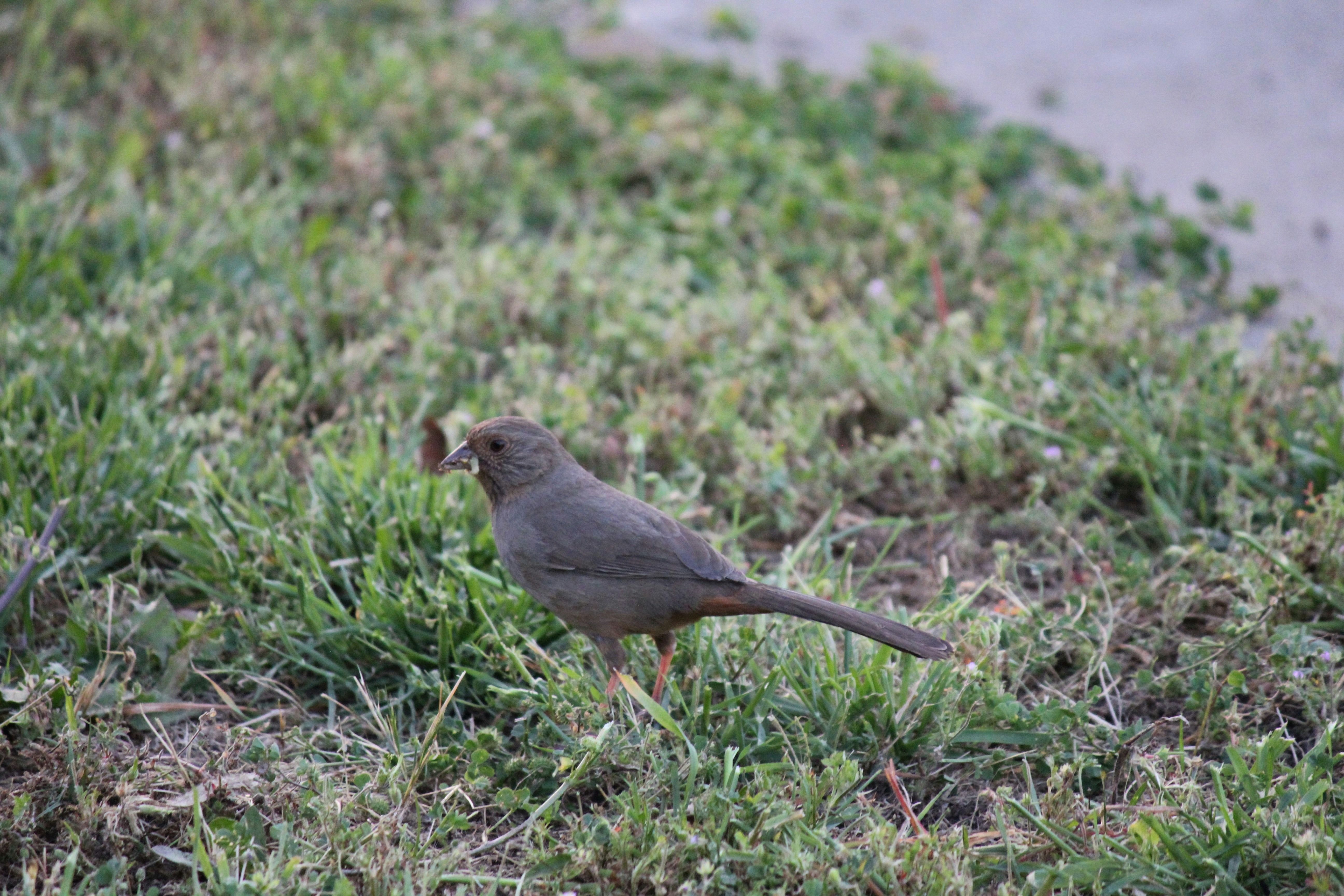 a small bird standing on a patch of grass