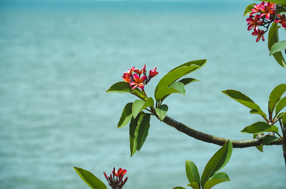 a branch with red flowers and green leaves in front of a body of water