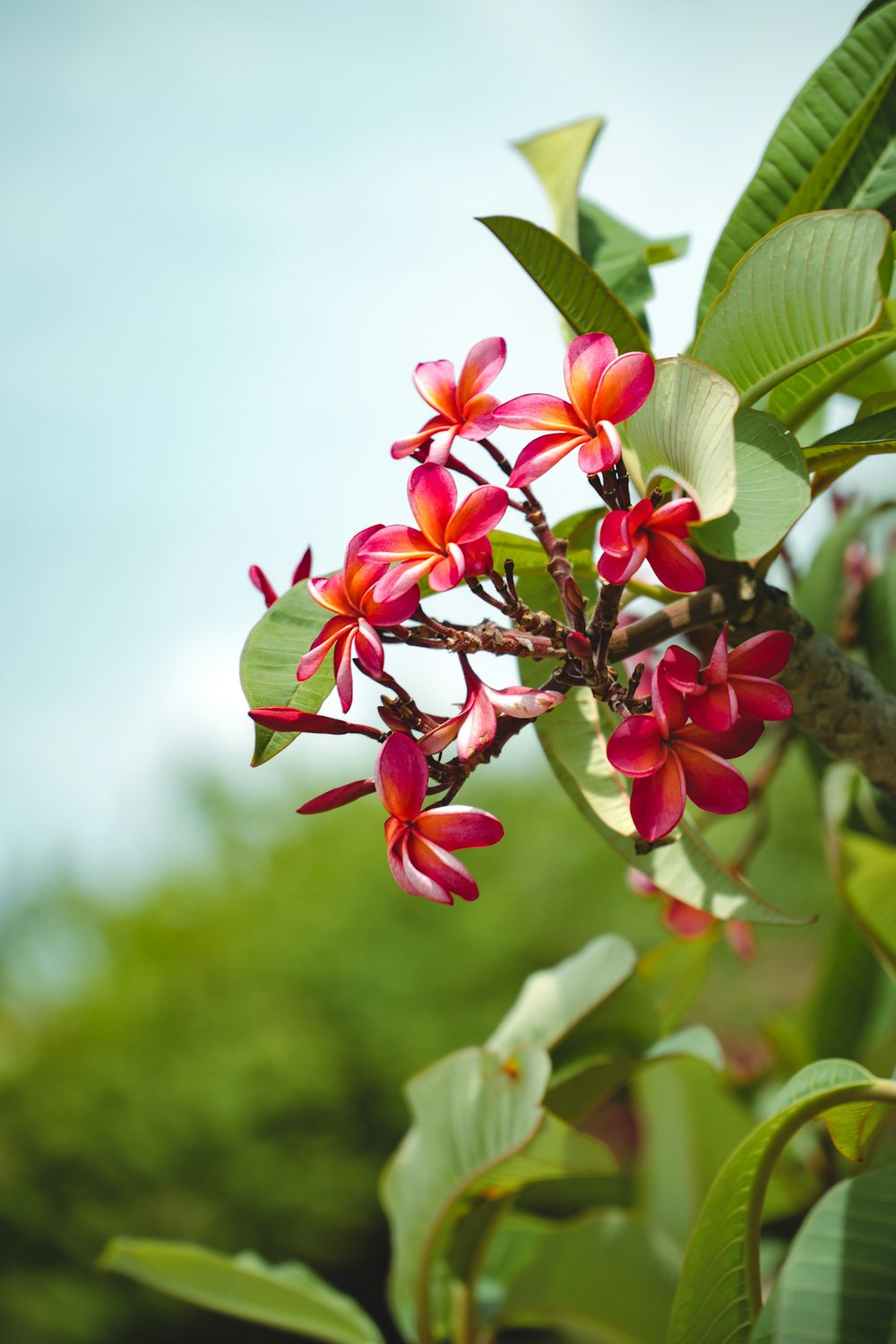 a branch with red flowers and green leaves