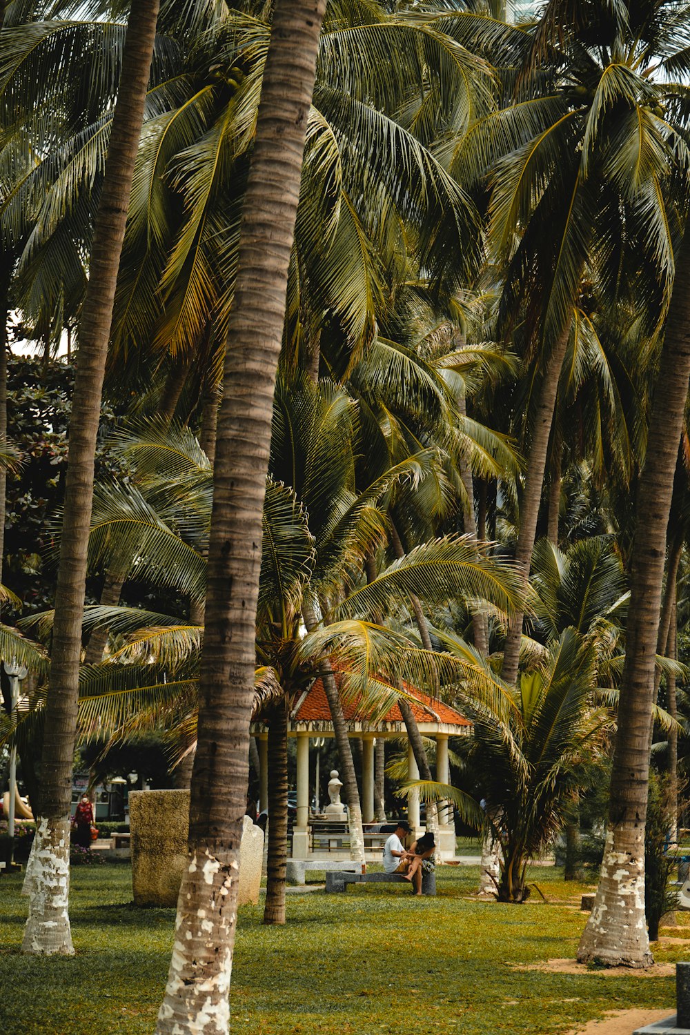 um grupo de palmeiras em um parque