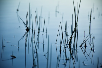 Thin reeds and grasses emerge from a calm, reflective water surface, creating a minimalist and serene composition. The scene evokes a sense of tranquility and nature's quiet beauty.
