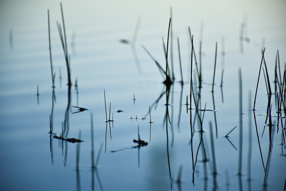 a group of reeds floating on top of a body of water