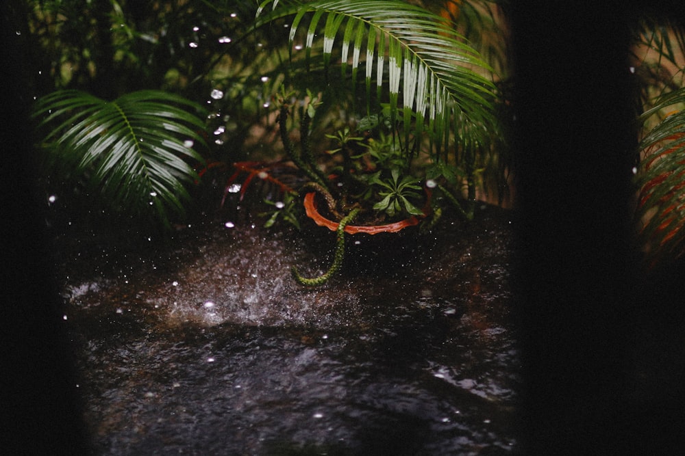 a green and orange snake in the middle of a stream of water